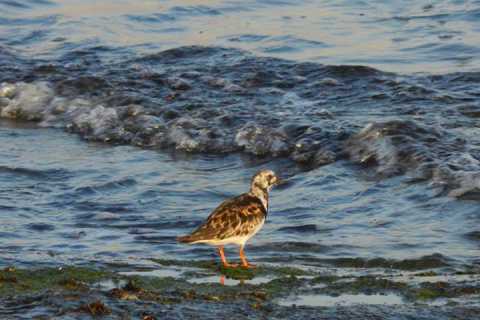 Lama Balice, birdwatching con gli Argonauti nel periodo delle migrazioni